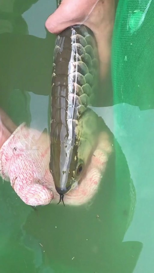 漳州龍魚繁殖方法圖片 漳州龍魚繁殖方法圖片 龍魚百科 第38張