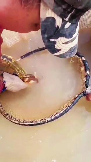 漳州龍魚繁殖方法圖片 漳州龍魚繁殖方法圖片 龍魚百科 第37張