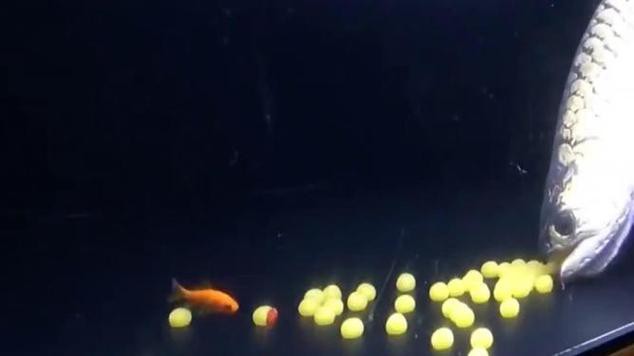 漳州龍魚繁殖方法圖片 漳州龍魚繁殖方法圖片 龍魚百科 第32張