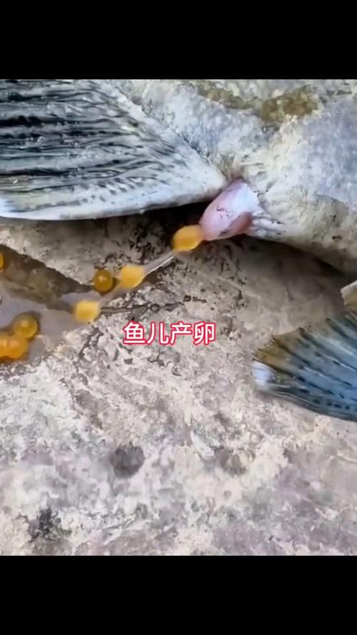 漳州龍魚繁殖方法圖片 漳州龍魚繁殖方法圖片 龍魚百科 第34張