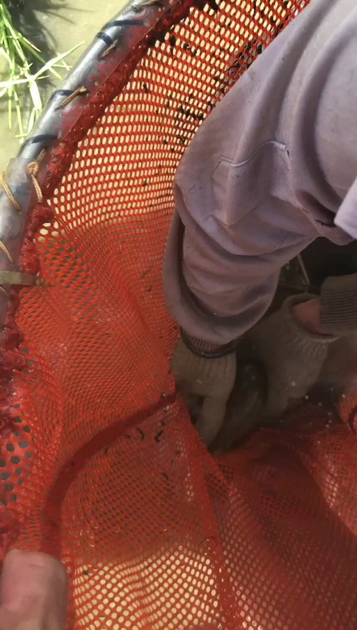 漳州龍魚繁殖方法圖片 漳州龍魚繁殖方法圖片 龍魚百科 第39張