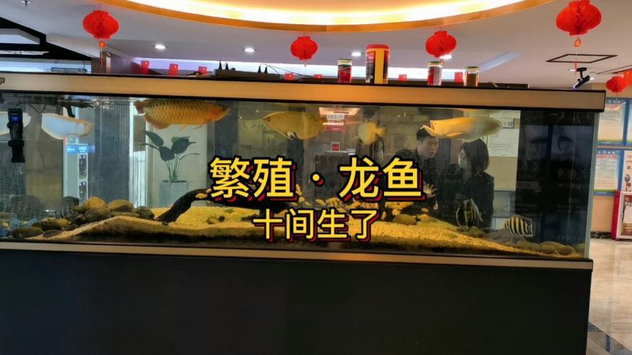 漳州龍魚繁殖方法圖片 漳州龍魚繁殖方法圖片 龍魚百科 第12張