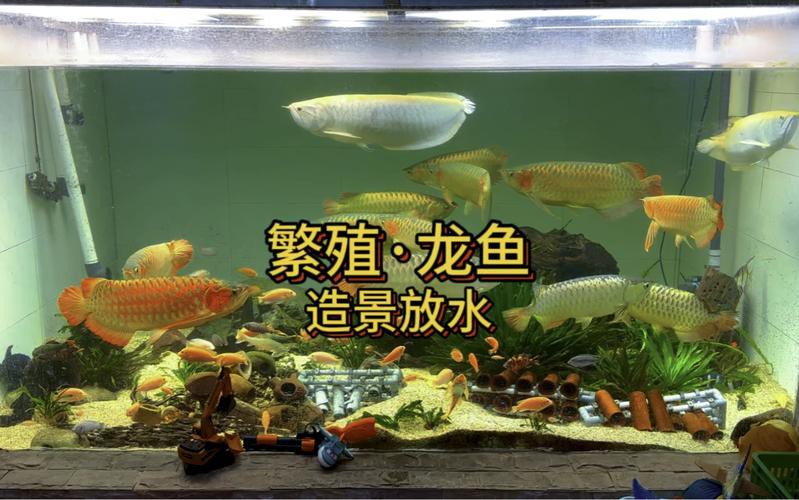 漳州龍魚繁殖方法圖片 漳州龍魚繁殖方法圖片 龍魚百科 第6張