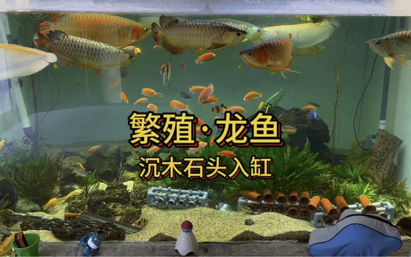 漳州龍魚繁殖方法圖片 漳州龍魚繁殖方法圖片 龍魚百科 第18張