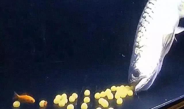 漳州龍魚繁殖方法圖片 漳州龍魚繁殖方法圖片 龍魚百科 第31張