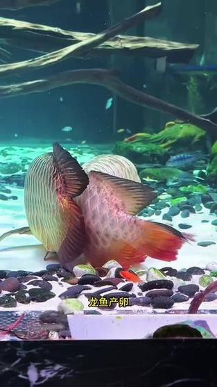 漳州龍魚繁殖方法圖片 漳州龍魚繁殖方法圖片 龍魚百科 第43張