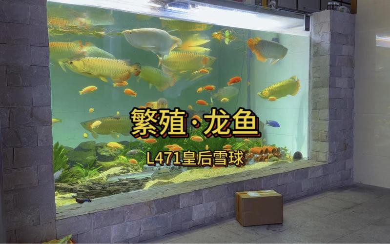 漳州龍魚繁殖方法圖片 漳州龍魚繁殖方法圖片 龍魚百科 第16張