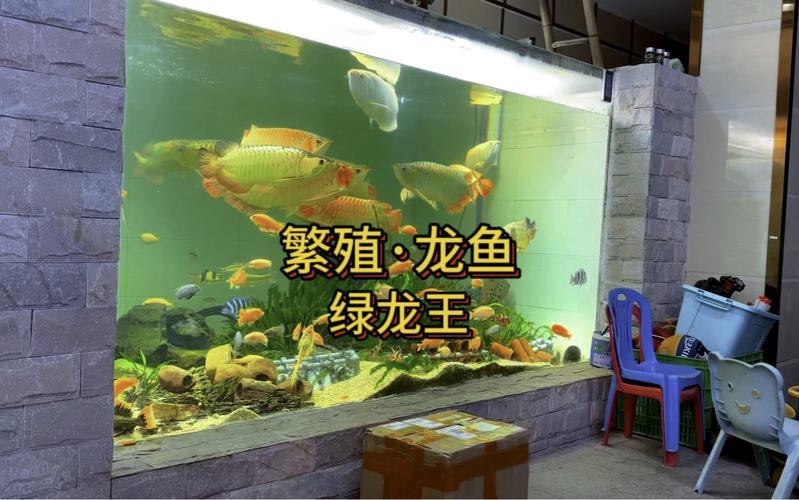 漳州龍魚繁殖方法圖片 漳州龍魚繁殖方法圖片 龍魚百科 第4張