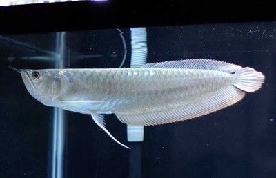 銀龍魚構造（水族愛好者的寵兒[需手動填充]銀龍魚（silverarowana））