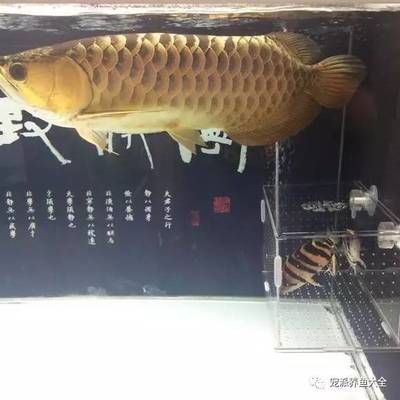 龍魚(yú)最好的飼料是什么，龍魚(yú)飼料品牌排行榜