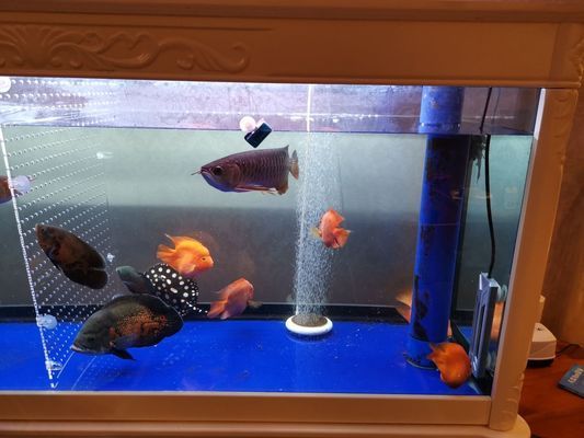 龍魚精養(yǎng)缸高度：關(guān)于龍魚精養(yǎng)缸高度的詳細(xì)信息 龍魚精養(yǎng)缸高度：關(guān)于龍魚精養(yǎng)缸高度的詳細(xì)信息 龍魚百科 第2張