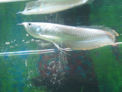 銀龍魚日常飲食注意事項(xiàng)：銀龍魚的日常飲食管理