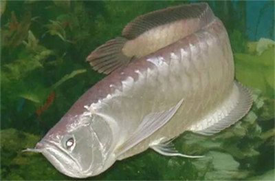 銀龍魚日常飲食注意事項(xiàng)：銀龍魚的日常飲食管理