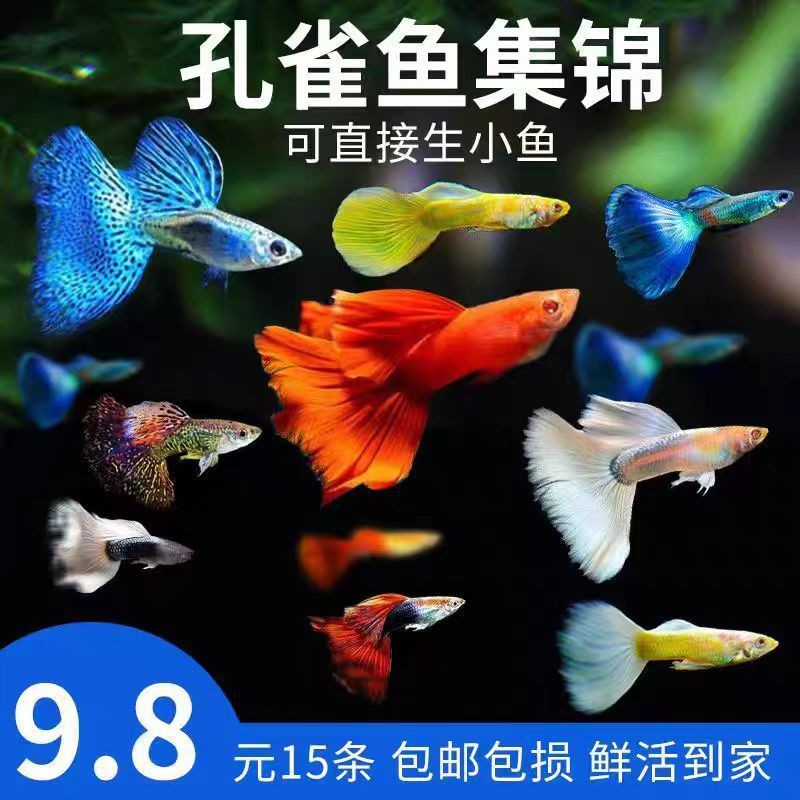 美國(guó)練手級(jí)孔雀魚(yú)