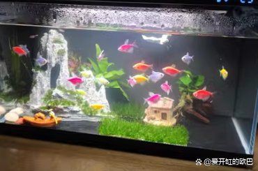 美國(guó)練手級(jí)孔雀魚(yú)