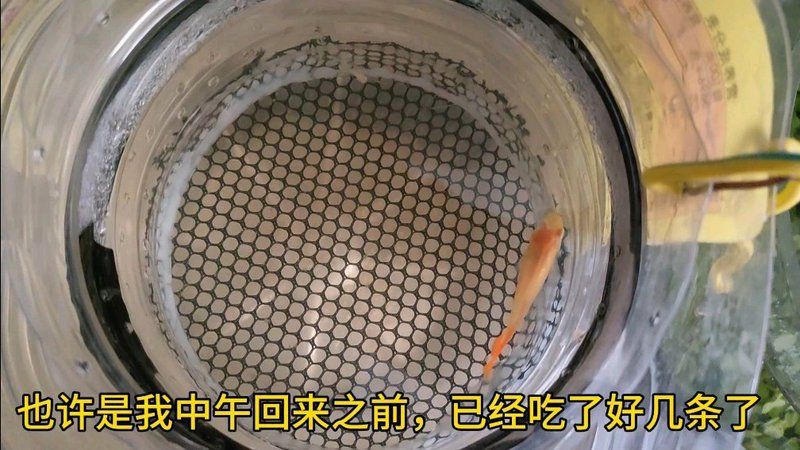美國(guó)練手級(jí)孔雀魚(yú)