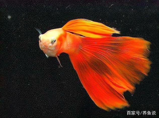 美國(guó)練手級(jí)孔雀魚(yú)