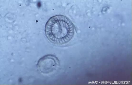 和尚魚常見疾病預防，和尚魚常見疾病及其預防方法