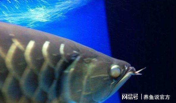 和尚魚常見疾病預防，和尚魚常見疾病及其預防方法