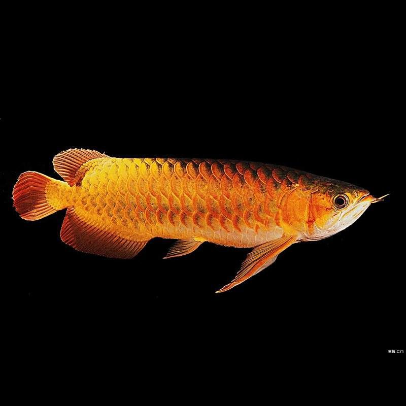 錦鯉魚鱗發紅充血會傳染嗎？ 錦鯉魚鱗發紅充血會傳染嗎？ 龍魚百科 第1張
