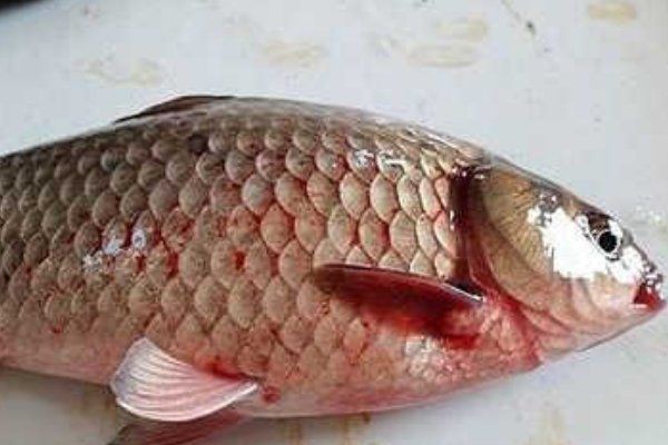 錦鯉魚鱗發紅充血會傳染嗎？ 錦鯉魚鱗發紅充血會傳染嗎？ 龍魚百科 第3張