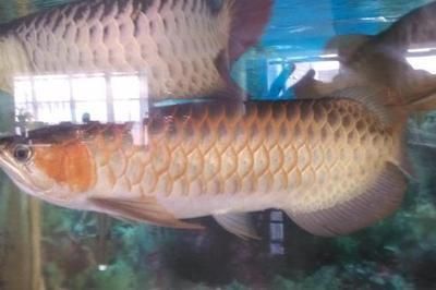 半米長金龍魚值多少錢一條（半米長的金龍魚價格是多少金龍魚多少錢一條）