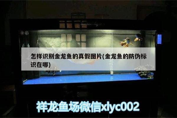 金龍魚防偽碼（如何辨別金龍魚瓶蓋真偽）