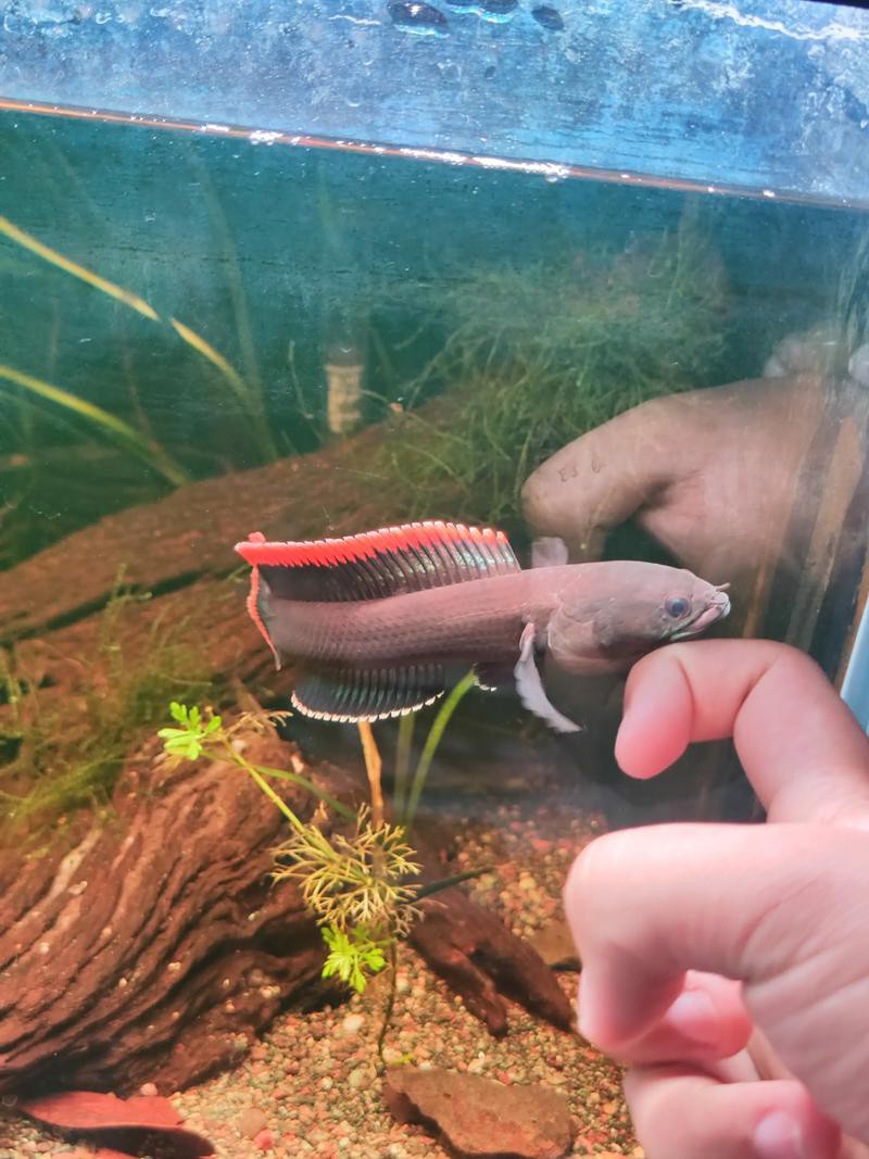 火背雷龍魚苗是先張白邊嗎？