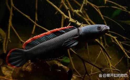 火背雷龍魚苗是先張白邊嗎？