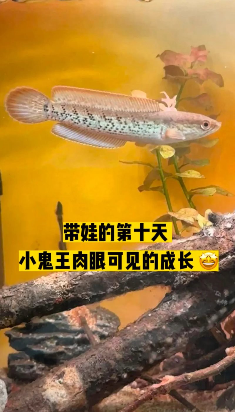 火背雷龍魚苗是先張白邊嗎？