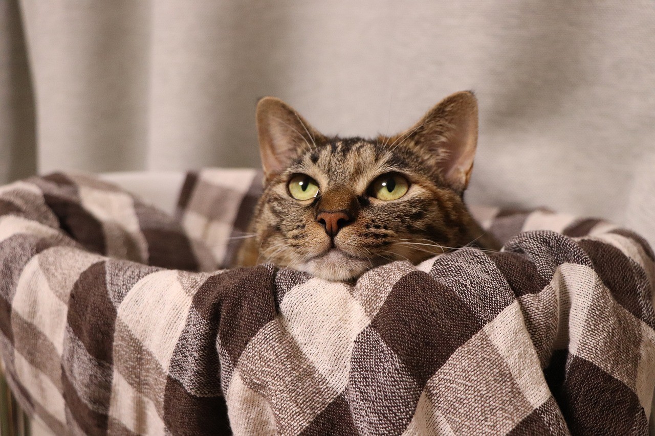 紅龍魚配魚混養怎么樣：紅龍和啥魚能混養