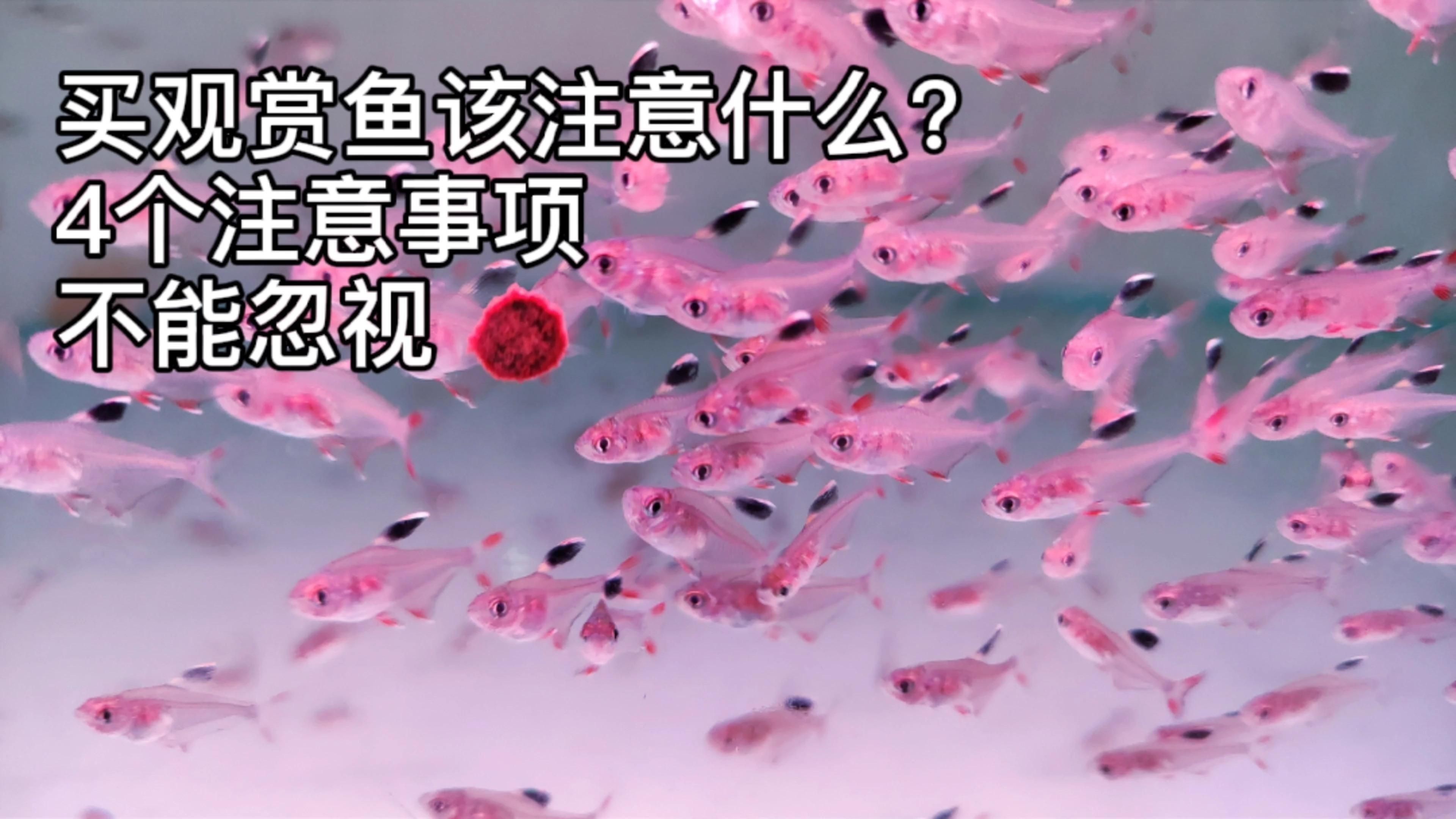 購買觀賞魚注意事項