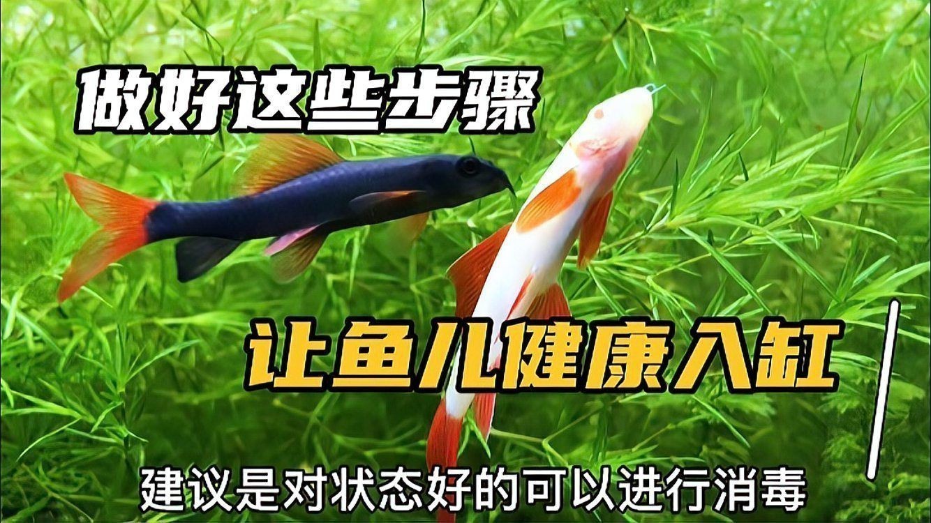 購買觀賞魚注意事項