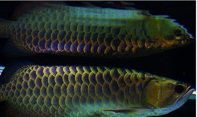 龍魚怎么區分過背還是高背（過背龍魚與高背龍魚的價格對<strong><mark>比如</mark></strong>何挑選健康的龍魚幼魚）