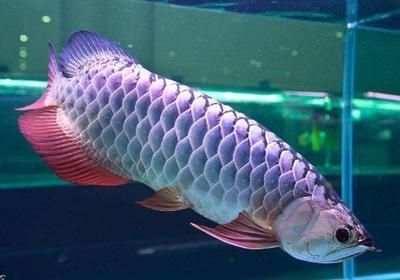 龍魚怎么區(qū)分過背還是高背（過背龍魚與高背龍魚的價格對比如何挑選健康的龍魚幼魚）