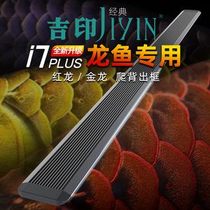 紅龍魚發色前兆有哪些（紅龍魚發色前期跡象表明紅龍魚即將開始發色）