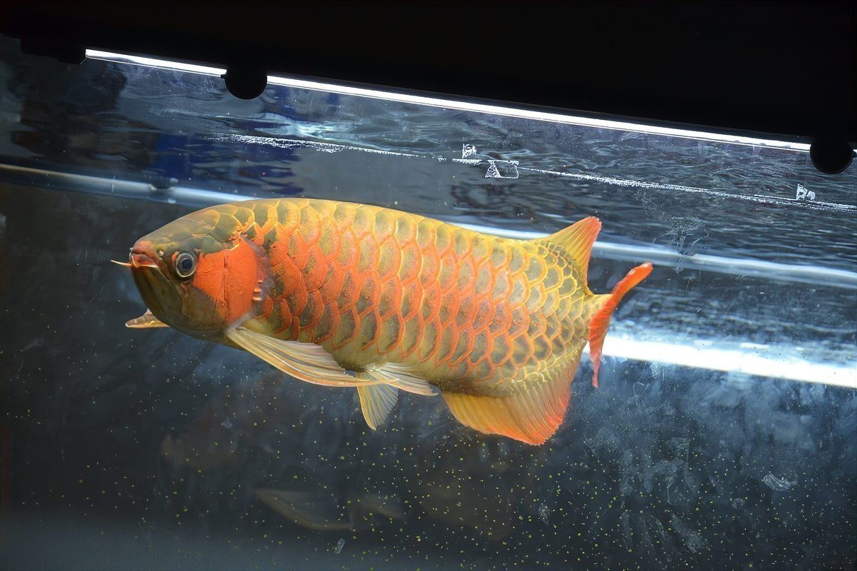 恐龍魚跳缸可以救嗎 恐龍魚跳缸可以救嗎 龍魚百科 第1張