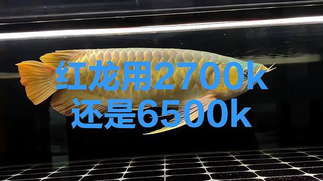 如何選擇適合紅龍的燈具