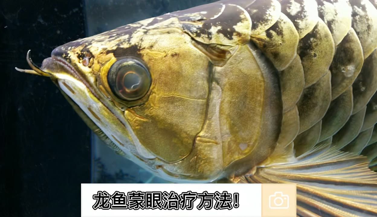 河流里邊有一種長得像龍魚的小魚叫什么(具有龍魚特征的河中小魚)