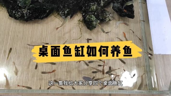 桌面魚缸養魚（桌面魚缸生態循環系統懶人魚缸一鍵換水功能桌面魚缸養魚）
