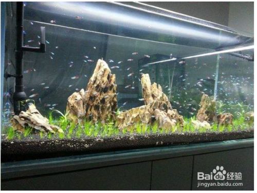 桌面魚缸養魚（桌面魚缸生態循環系統懶人魚缸一鍵換水功能桌面魚缸養魚）