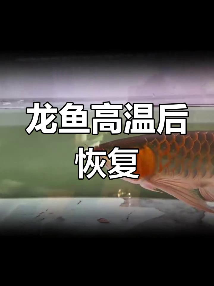 龍魚浮頭時如何急救？
