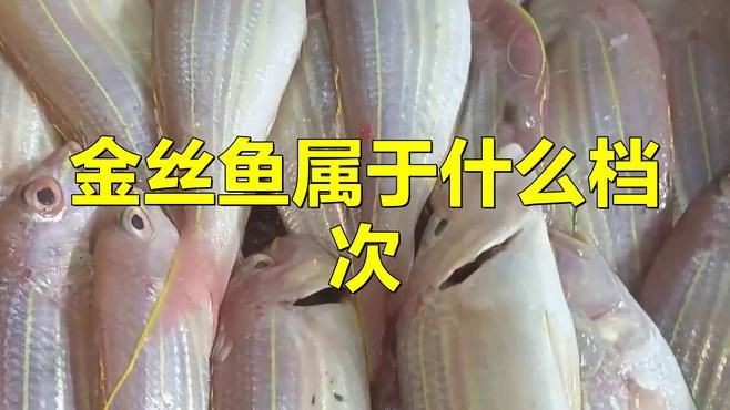 金絲魚屬于什么檔次