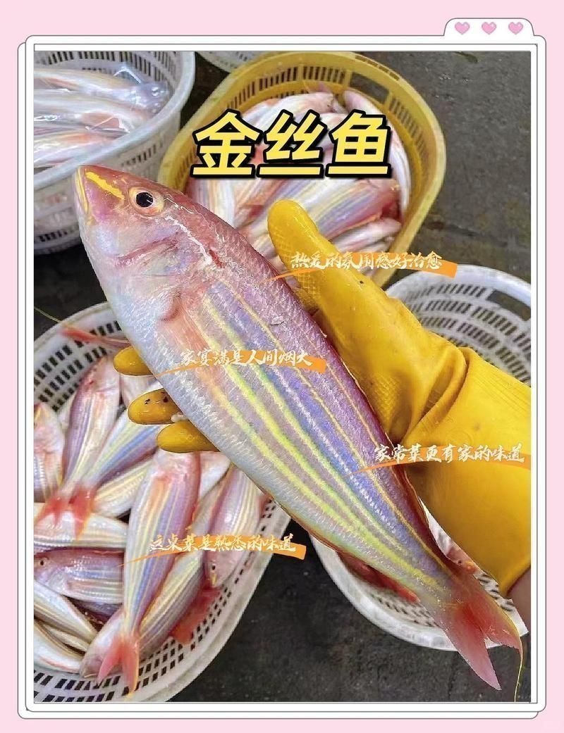 金絲魚屬于什么檔次