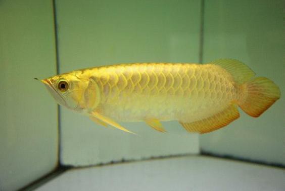 紅金龍魚好養嗎能長多大圖片