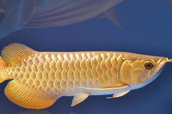 紅金龍魚好養嗎能長多大圖片