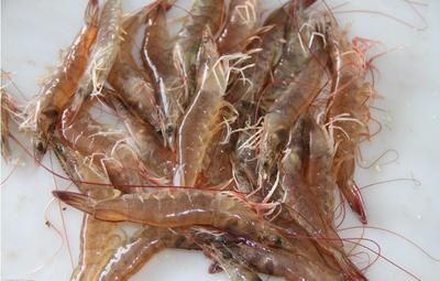食用龍魚