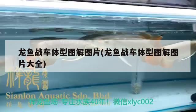 龍魚戰(zhàn)車體型什么意思：關(guān)于龍魚戰(zhàn)車體型的詳細(xì)解釋 龍魚戰(zhàn)車體型什么意思：關(guān)于龍魚戰(zhàn)車體型的詳細(xì)解釋 龍魚百科 第1張