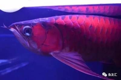 龍魚戰(zhàn)車體型什么意思：關(guān)于龍魚戰(zhàn)車體型的詳細(xì)解釋 龍魚戰(zhàn)車體型什么意思：關(guān)于龍魚戰(zhàn)車體型的詳細(xì)解釋 龍魚百科 第5張