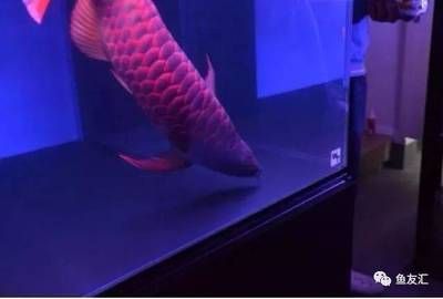 龍魚戰(zhàn)車體型什么意思：關(guān)于龍魚戰(zhàn)車體型的詳細(xì)解釋 龍魚戰(zhàn)車體型什么意思：關(guān)于龍魚戰(zhàn)車體型的詳細(xì)解釋 龍魚百科 第4張